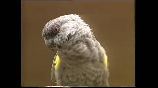 poicephalus parrots [upl. by Coffin]