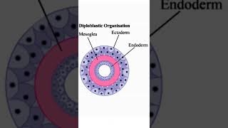 Diploblastic and Triploblastic organismstudy biology shortstrending [upl. by Llednik146]