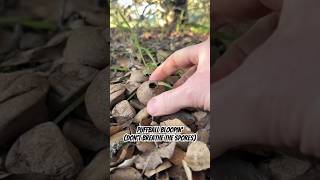 Puffball Bloopin’ don’t breathe the spores Lycoperdon aka “Wolf Farts” lastofus prometheus [upl. by Lemuel]