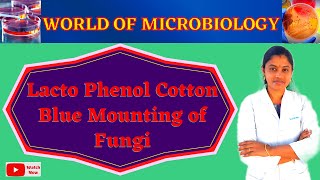 Lacto Phenol Cotton Blue Mounting of Fungi  Fungal Staining  LPCB in Tamil [upl. by Enelhtak950]