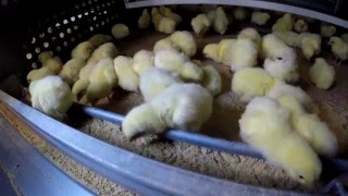 Video Jaula para Pollos de engorde o broiler [upl. by Audsley653]