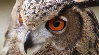 Eurasian Eagle Owl Transformation from Cute Baby to Majestic Adult [upl. by Dent]