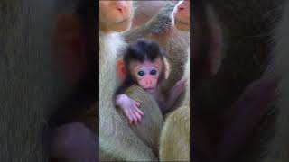 Funny Monkey Expressions and Emotions🥰 2024 Shorts monkeys animals [upl. by Queston325]