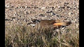 A Clever Bird Killdeer Performs Broken Wing Display and Returns to Nest [upl. by Harriette771]