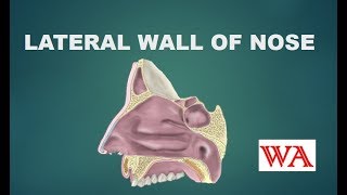 Anatomy of Lateral wall of nose [upl. by Stiles791]