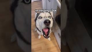 Husky SAYS he wants to help cook dinner shorts [upl. by Tolkan424]