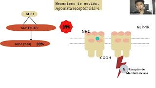 Agonista del receptor GLP 1 mecanismo de acción [upl. by Jean]