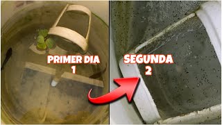 APRENDE A COMO SACAR CRIA BETTA ​PEZBETTA20 [upl. by Eadahc]