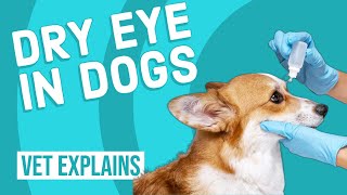 Dry Eye in Dogs [upl. by Deyes]