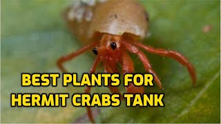 Best Plants For Hermit Crabs Tank [upl. by Mouldon824]