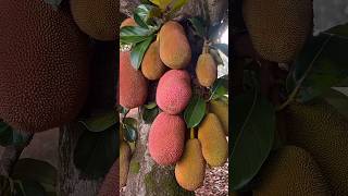 🍈 Jackfruit tree viralshorts jackfruits fruits cuye satisfying cutting garden growing [upl. by Notliw150]