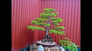 Evergreen Abies species or Firs Bonsai [upl. by Sialac]