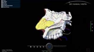 3D NASAL VISTA  Demo 03 [upl. by Eixam]