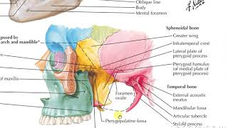 Pterygopalatine fossa 1 [upl. by Samaj]