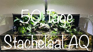 Teil 2 50 Tage Stachelaal Aquarium aquaristik [upl. by Budd]