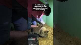 Jimmy the pig getting his hooves trimmed pig pigcare minipigs [upl. by Chris]