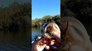 Paddle with one hand fish with the other 😎 kayakfishing kayaking fishing fish fishingvideo [upl. by Yard]