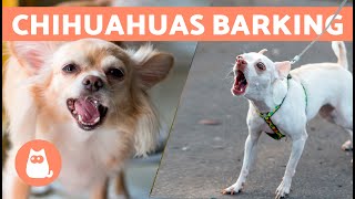 CHIHUAHUAS BARKING COMPILATION 🐶🔊 Angry Happy and Crying Chihuahuas [upl. by Nospmas754]