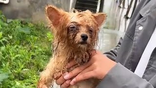 Abandoned Puppy with Limp Found in the Rain [upl. by Hagai]