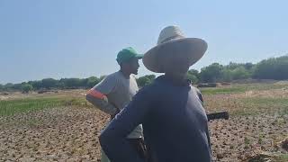 WEB SÉRIE FINAL DO PLANTIO DE ARROZ A PAISAGEM MUDOU E SÓ RESTA SAUDADE arroz portopi webseries [upl. by Stanwinn585]