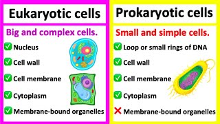 EUKARYOTIC CELLS vs PROKARYOTIC CELLS  Whats the difference [upl. by Mencher404]