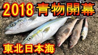 【開幕】ショアジギング2018『青物シーズン到来 in 東北日本海』 [upl. by Halyk]