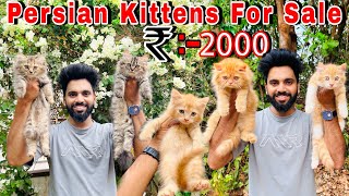 Persian Cats For Sale 2000₹  Persian Kittens Cheap Price  Cats for sale  persian cat  cats sale [upl. by Zuckerman649]