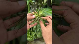 Air plants part 1 garden houseplants jishnuuthaman home indoorplants [upl. by Terzas159]