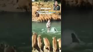 tiger lion funny motivation rita funnycomedy [upl. by Laurena]