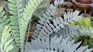 Encephalartos arenarius blue form [upl. by Anaid]