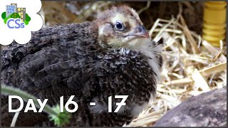 Raising Celadon  Coturnix Quail Chicks  Day 1617 A New Home [upl. by Assened114]