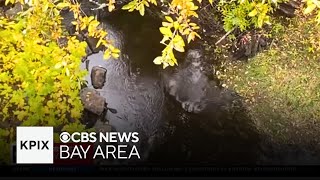 Russian River expected to rise 20 feet from incoming storm [upl. by Norahs382]