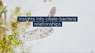 Exploring the symbiotic relationships between ciliates and bacteria with singlecell sequencing [upl. by Grodin]