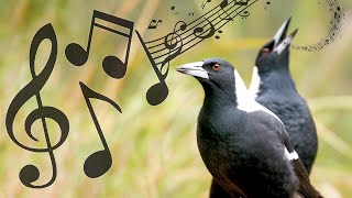 Australian Magpies NonStop Singing Compilation Warbling amp Carolling  Complex Calls [upl. by Ute]