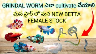 HOW TO CULTURE GRINDAL WORM  NEW STOCK OHM SEMI ADULT BETTA STOCK AVAILABLE [upl. by Jamila600]