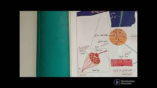 système musculaire الجهاز العضلي [upl. by Sluiter552]