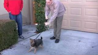 Correcting Dog Aggression [upl. by Armallas]