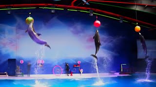 Best of the Dubai Dolphin Show [upl. by Marvin]