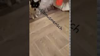 🐕🐈😂Katze gibt Verrücktem Hund Backpfeife [upl. by Giesecke]