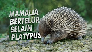 Mamalia Bertelur Dari Papua Yang Tidak Sepopuler Platypus  Echidna Landak Semut Papua [upl. by Sidman]