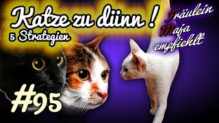 Katze zu dünn  5 Tipps damit die Samtpfote wieder frisst Fräulein Maja empfiehlt Teil 95 [upl. by Adekam376]