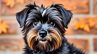 Affenpinscher Dog Facts Quirky Fun and Lovable [upl. by Atiekahs]