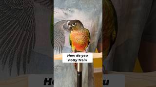 How to Potty Train a Green Cheek Conure Potty Training a Parrot [upl. by Bove]