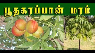 Sterculia foetida  பூதகரப்பானின் வைத்திய முறைகள்  Poothakarappaan [upl. by Adanama]