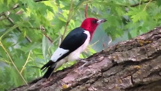 Red Headed Woodpeckers [upl. by Oberg998]