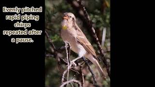 Yellowthroated Petronia song now known as the Yellowthroated Bush Sparrow [upl. by Hisbe]