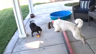 Epic Playdate Staffy vs Bernedoodle Toy Battle [upl. by Assyram83]