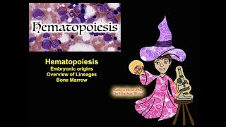 Hematopoiesis Origins Lineages and Bone Marrow CC [upl. by Devol871]