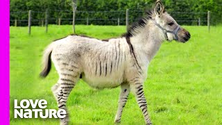 Rare Baby ‘Zonkey’ Born After Zebra Meets Donkey  Oddest Animal Friendships  Love Nature [upl. by Ayerim48]