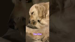 Doggo Nap time cute dog goldenretriever doglife love goldens shorts [upl. by Remde]